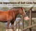 The Importance of Salt Licks for Animal Health and Growth The Importance of Salt Licks for Animal Health and Growth